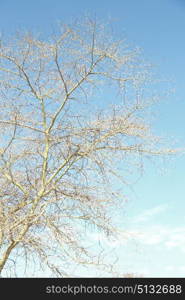 in south africa old tree and his branches in the clear sky like abstract background