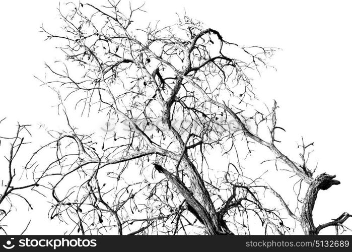 in south africa old tree and his branches in the clear sky like abstract background