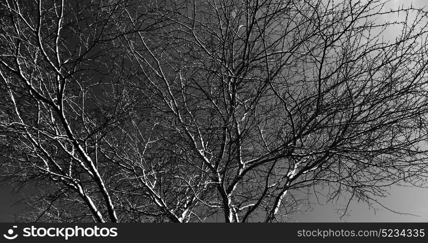 in south africa old tree and his branches in the clear sky like abstract background