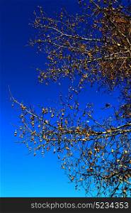 in south africa old tree and his branches in the clear sky like abstract background