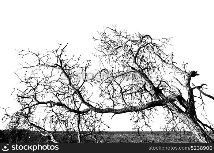 in south africa old tree and his branches in the clear sky like abstract background