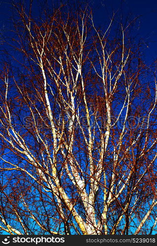 in south africa old tree and his branches in the clear sky like abstract background