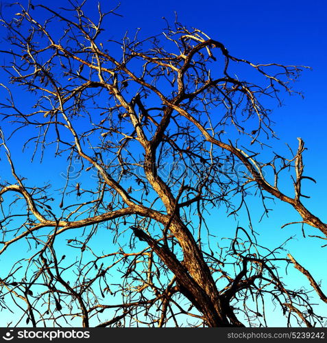 in south africa old tree and his branches in the clear sky like abstract background