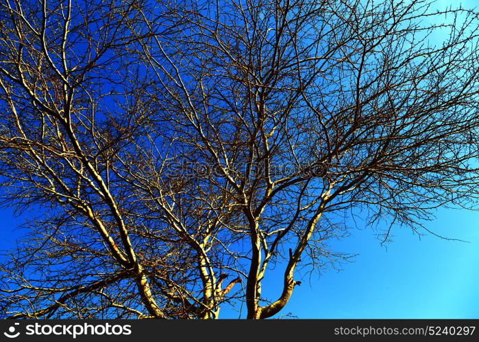 in south africa old tree and his branches in the clear sky like abstract background