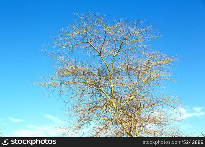 in south africa old tree and his branches in the clear sky like abstract background