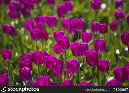 in spring fields of purple tulips bloom in Europe.