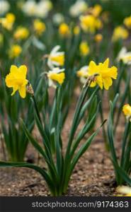 In spring, white daffodils bloom in the garden.. In spring, white daffodils bloom in the garden