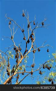 in the australia outback the wilderness colony of bat in the tree