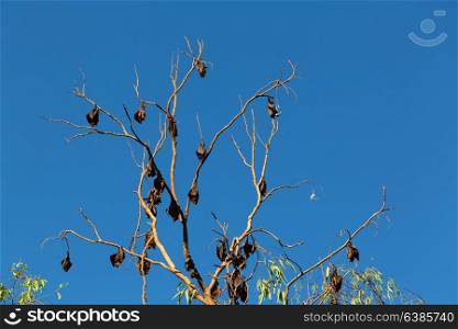 in the australia outback the wilderness colony of bat in the tree