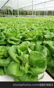In the commercial greenhouse soilless cultivation of vegetables