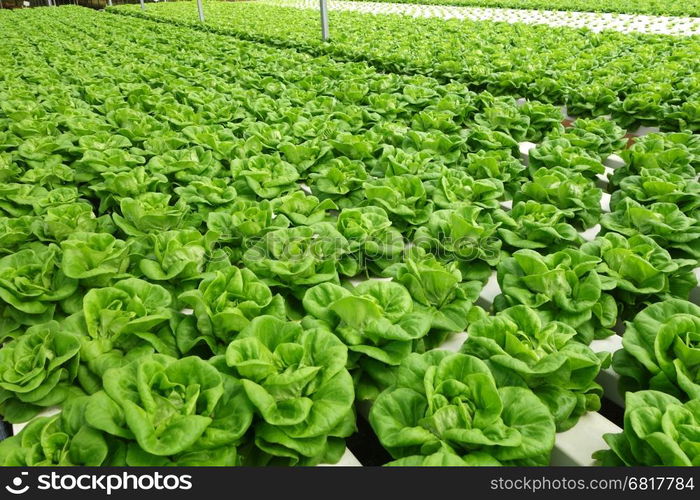 In the commercial greenhouse soilless cultivation of vegetables