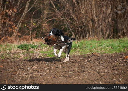 In the Countryside