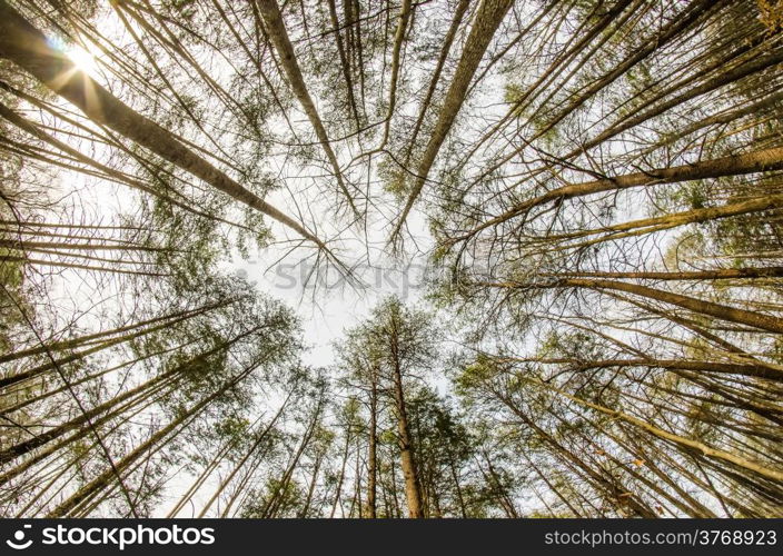 In the deep forest. looking up shot with fisheye lens