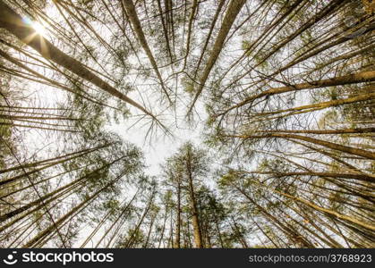 In the deep forest. looking up shot with fisheye lens