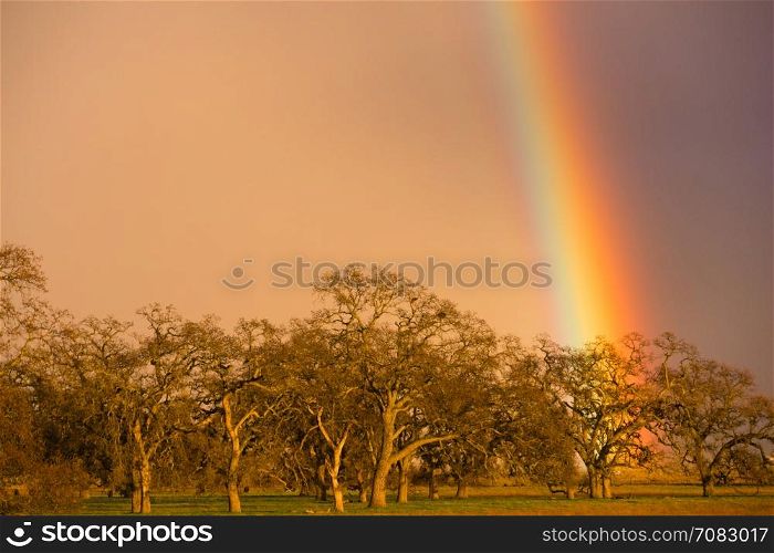 In the flats and marsh area of California a rainbow appears behind stark trees