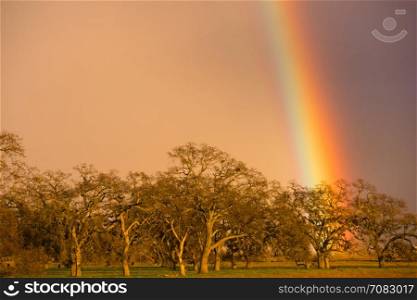 In the flats and marsh area of California a rainbow appears behind stark trees