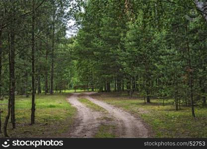 In the forest among the trees a dirt road