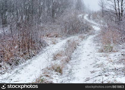 in the forest it is snowing, precipitation in the form of snow. precipitation in the form of snow, in the forest it is snowing