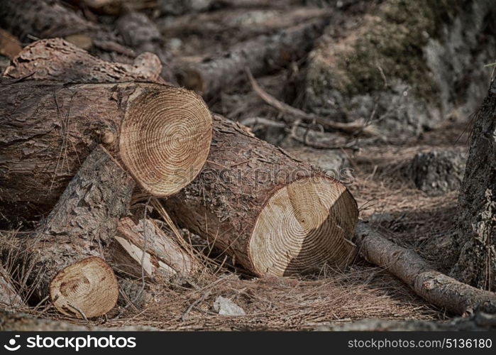 in the forest some cut trees and neddles like abstract background