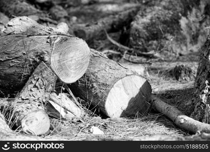 in the forest some cut trees and neddles like abstract background