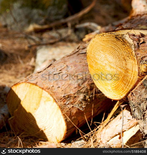 in the forest some cut trees and neddles like abstract background