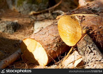 in the forest some cut trees and neddles like abstract background