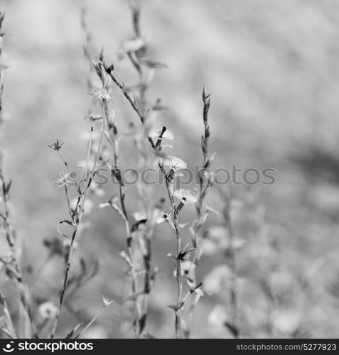 in the grass and abstract background flower