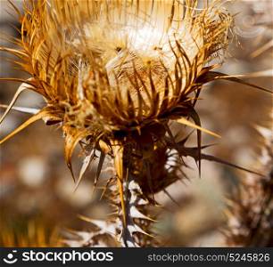 in the grass and abstract background purple flower