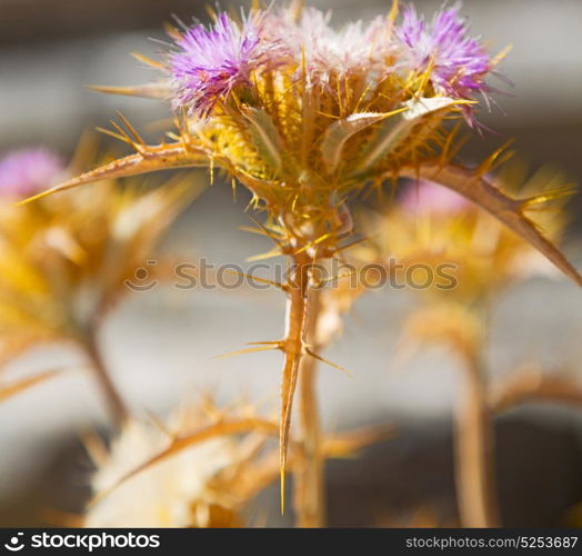 in the grass and abstract background purple flower