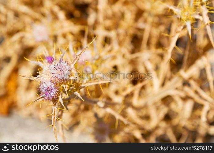 in the grass and abstract background purple flower