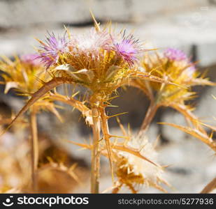 in the grass and abstract background purple flower