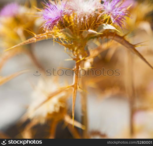 in the grass and abstract background purple flower