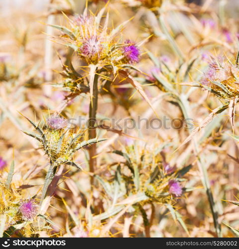 in the grass and abstract background purple flower