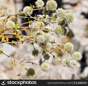 in the grass and abstract background white flower