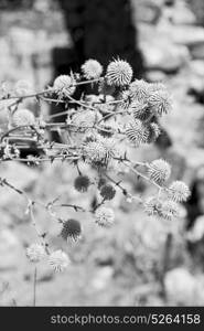 in the grass and abstract background white flower