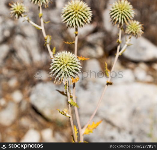 in the grass and abstract background white flower