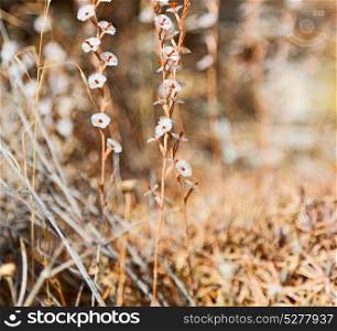 in the grass and abstract background white flower