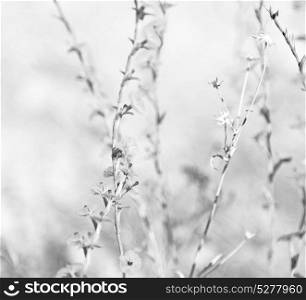 in the grass and abstract background white flower