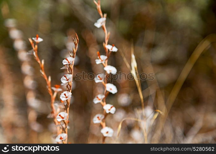 in the grass and abstract background white flower