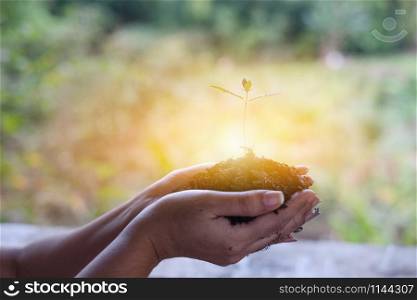 In the hands of cannabis growing seedling, Female hand holding marijuana seedlings, On nature field grass forest conservation concept