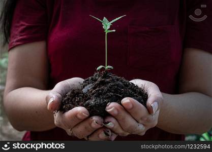 In the hands of cannabis growing seedling, Female hand holding marijuana seedlings, On nature field grass forest conservation concept