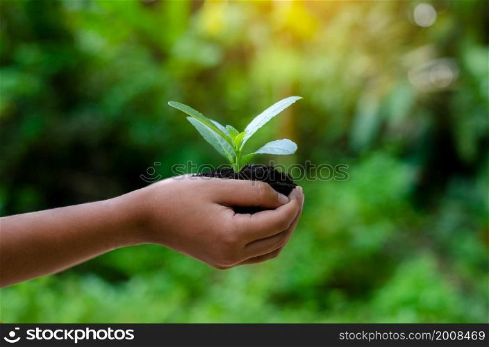 In the hands of trees growing seedlings. Bokeh green Background Female hand holding tree on nature field grass Forest conservation concept