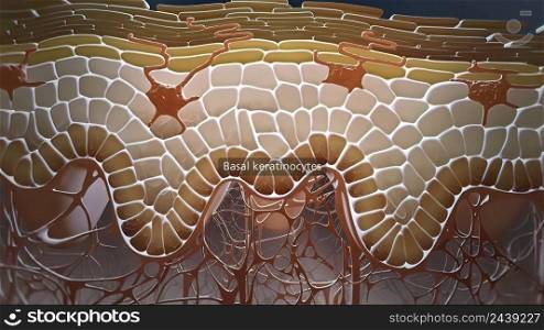 In the layer adja¢to the dermis, the keratinocytes are÷d and thrown∫o the upper layers. 3D illustration. In the layer adja¢to the dermis, the keratinocytes are÷d and thrown∫o the upper layers.