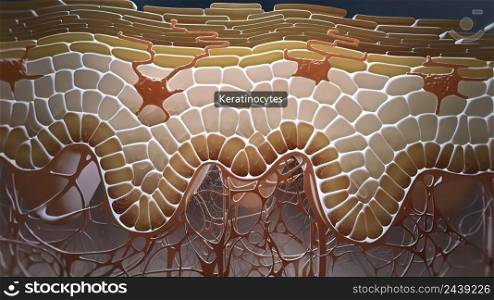 In the layer adjacent to the dermis, the keratinocytes are divided and thrown into the upper layers. 3D illustration. In the layer adjacent to the dermis, the keratinocytes are divided and thrown into the upper layers.