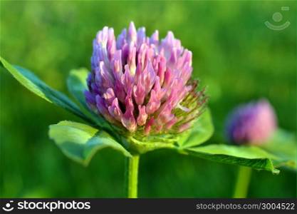 In the meadows in Zelhem, The Netherlands, grows there red clover, Trifolium pretense, on the grassland.