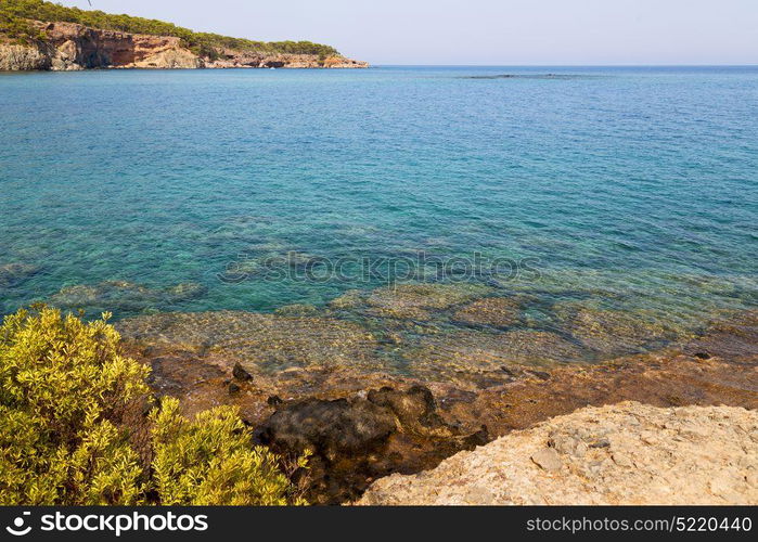 in the mediterranean see turkey europe pine plant and tree