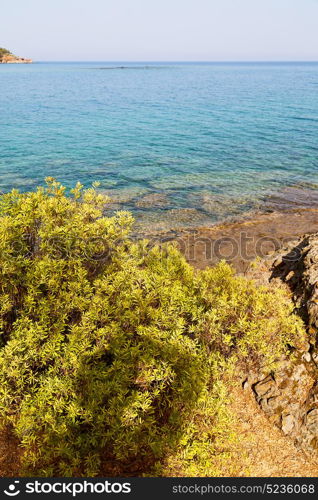 in the mediterranean see turkey europe pine plant and tree