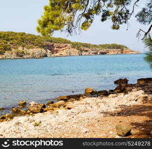 in the mediterranean see turkey europe pine plant and tree