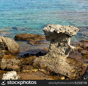 in the mediterranean see turkey europe pine plant and tree