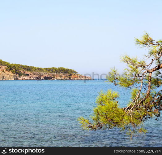 in the mediterranean see turkey europe pine plant and tree